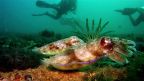 Sealife Micro HD 2.0 - 32GB Camera SL511