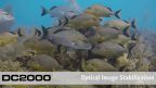 SeaLife DC200 Pro Flash Set - DC200 Camera, Sea Dragon Flash Bundle
