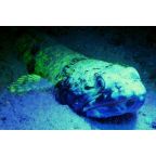 SeaLife Sea Dragon Fluoro Dual Beam Video Light SL673