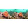 Sealife Ultra-Wide Angle Dome Lens - Micro 3.0 + ReefMaster RM-4K SL052 Sealife Ultra-Wide Angle Dome Lens - Micro 3.0 + ReefMaster RM-4K SL052