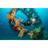 Sealife Ultra-Wide Angle Dome Lens - Micro 3.0 + ReefMaster RM-4K SL052 Sealife Ultra-Wide Angle Dome Lens - Micro 3.0 + ReefMaster RM-4K SL052