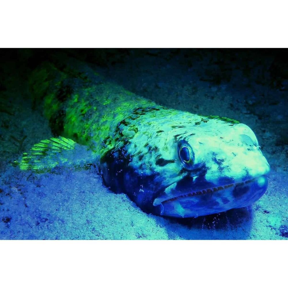 SeaLife Sea Dragon Fluoro Dual Beam Video Light SL673