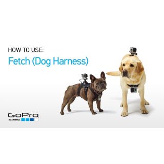 GoPro Fetch, Dog Harness | GoPro Dog Mount