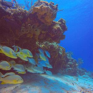 PolarPro GoPro Blue Water Red Filter For GoPro Super Suit Dive Housing