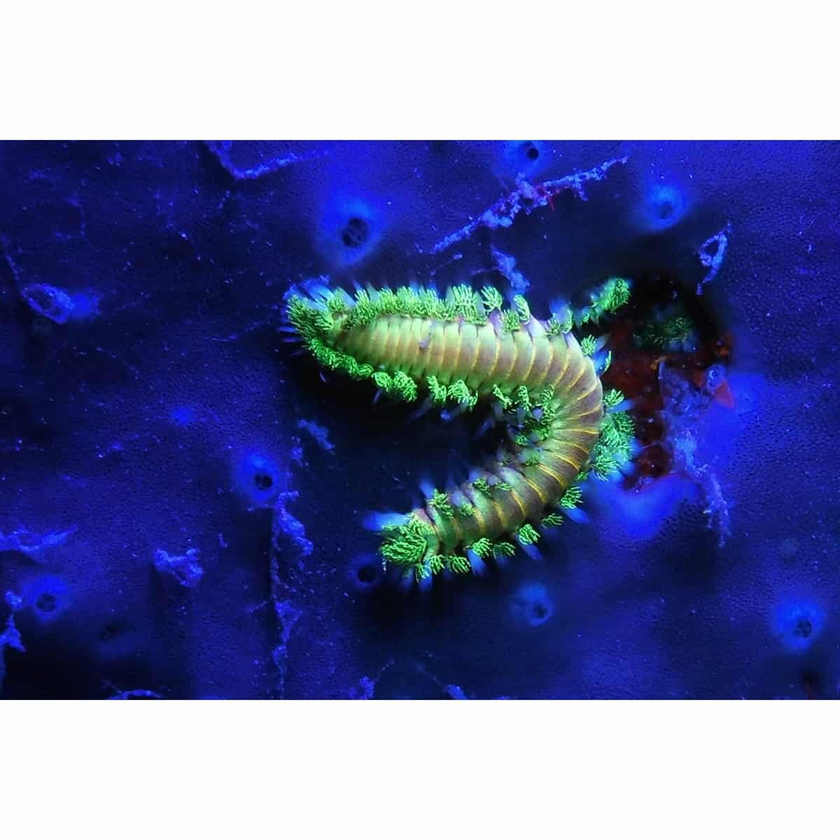 SeaLife Sea Dragon Fluoro Dual Beam Video Light SL673