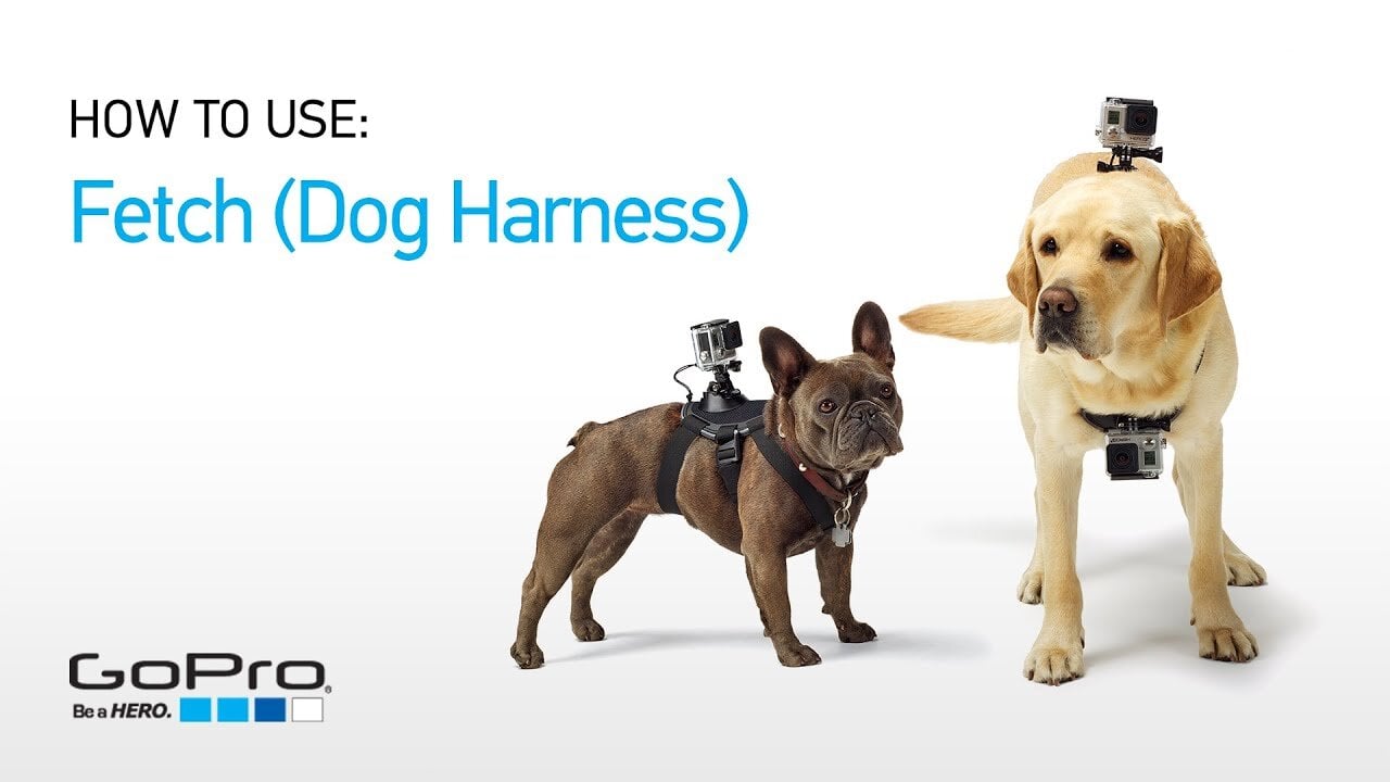GoPro Fetch, Dog Harness | GoPro Dog Mount GoPro Fetch, Dog Harness | GoPro Dog Mount
