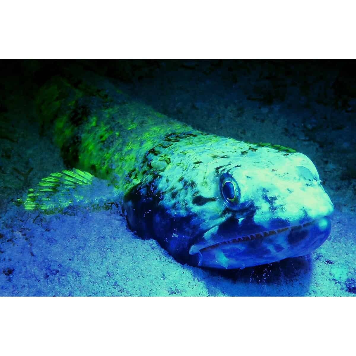 SeaLife Sea Dragon Fluoro Dual Beam Video Light SL673