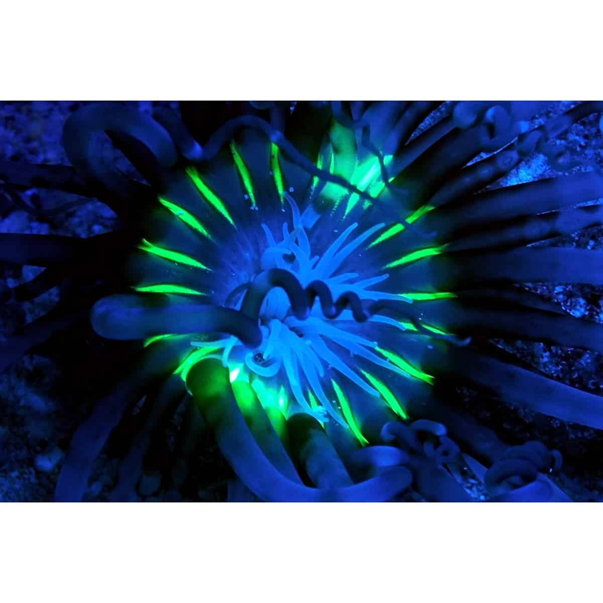 SeaLife Sea Dragon Fluoro Dual Beam Video Light SL673