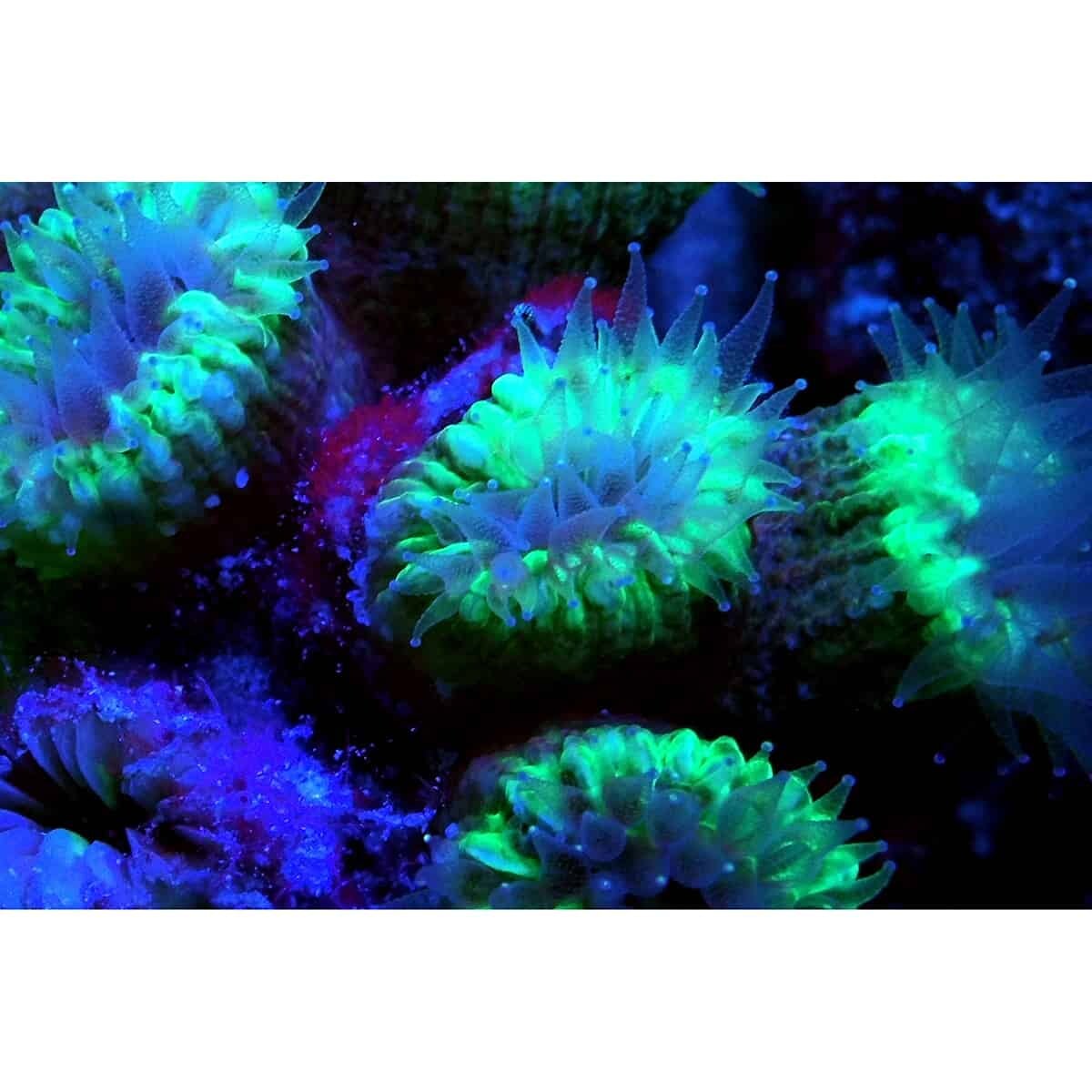 SeaLife Sea Dragon Fluoro Dual Beam Video Light SL673