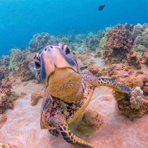 PolarPro GoPro Blue Water Red Filter For GoPro Super Suit Dive Housing