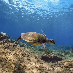 PolarPro GoPro Hero7 Hero6 & 5 Snorkel Filter